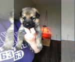 Small Photo #11 German Shepherd Dog Puppy For Sale in LIBERTY, NY, USA
