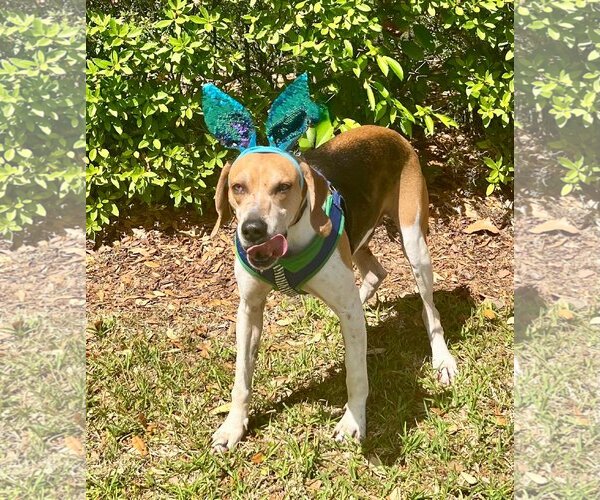 Medium Photo #3 Treeing Walker Coonhound-Unknown Mix Puppy For Sale in Sanderson, FL, USA