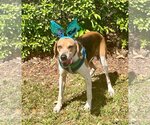 Small #2 Treeing Walker Coonhound Mix