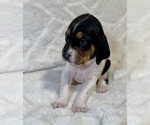 Small #2 Black and Tan Coonhound-Bluetick Coonhound Mix