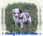 Image preview for Ad Listing. Nickname: Tilly