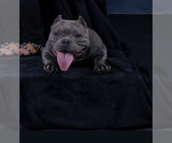 Medium Photo #1 American Bully Puppy For Sale in SACRAMENTO, CA, USA