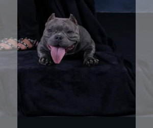 Mother of the American Bully puppies born on 01/17/2026
