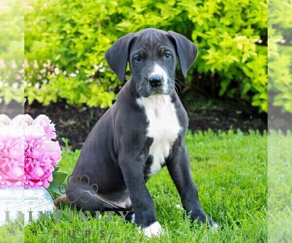 Medium Photo #3 Great Dane Puppy For Sale in RICHLAND, PA, USA