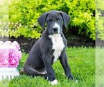 Small #2 Great Dane