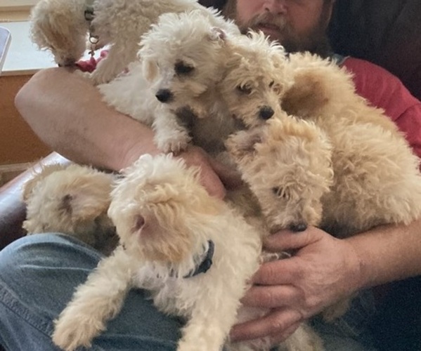 Medium Photo #3 Poodle (Toy) Puppy For Sale in AVA, MO, USA