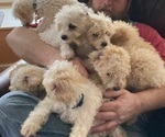 Small Photo #3 Poodle (Toy) Puppy For Sale in AVA, MO, USA