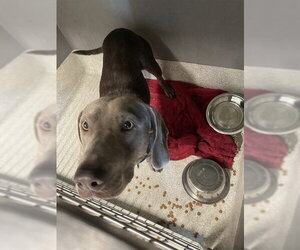 Labmaraner Dogs for adoption in Tallahassee, FL, USA