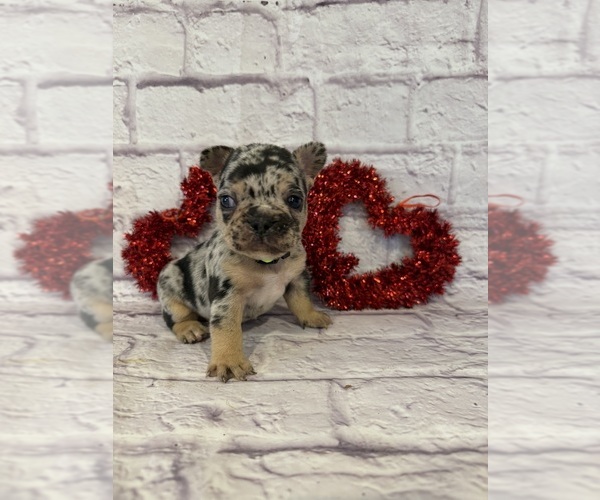 Medium Photo #3 French Bulldog Puppy For Sale in ELKHORN, WI, USA