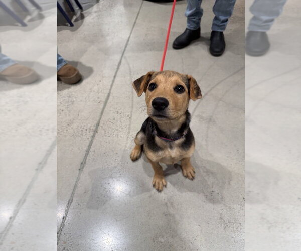 Medium Photo #1 Mutt Puppy For Sale in Brooklyn, NY, USA