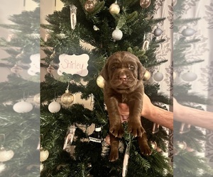 Labrador Retriever Puppy for sale in ROCHESTER, WA, USA