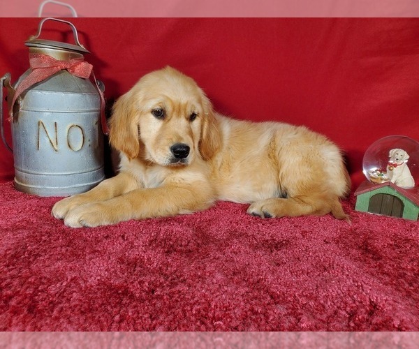 Medium Photo #4 Golden Retriever Puppy For Sale in COLORADO SPRINGS, CO, USA
