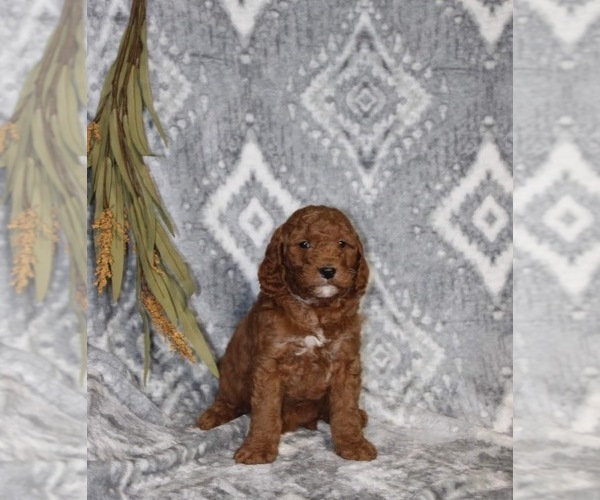 Medium Photo #2 Goldendoodle (Miniature) Puppy For Sale in WOLCOTTVILLE, IN, USA