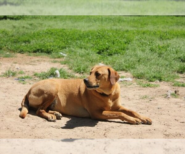 Medium Photo #4 Golden Labrador Puppy For Sale in Brewster, NY, USA