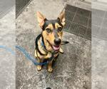 Small German Shepherd Dog