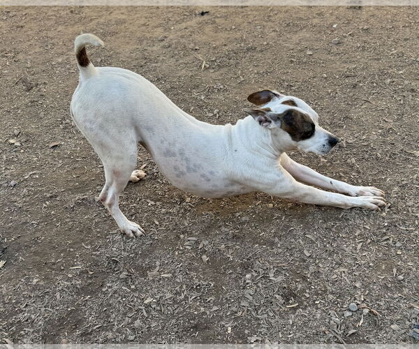 Medium Photo #8 American Pit Bull Terrier-Unknown Mix Puppy For Sale in Corning, AR, USA