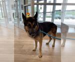 Small German Shepherd Dog