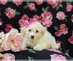 Small Photo #4 Bichpoo Puppy For Sale in WILLOW STREET, PA, USA