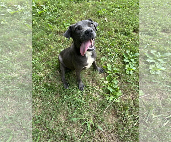 Medium Photo #4 Great Dane-Unknown Mix Puppy For Sale in Ball Ground, GA, USA