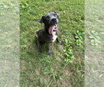 Small #3 Great Dane Mix