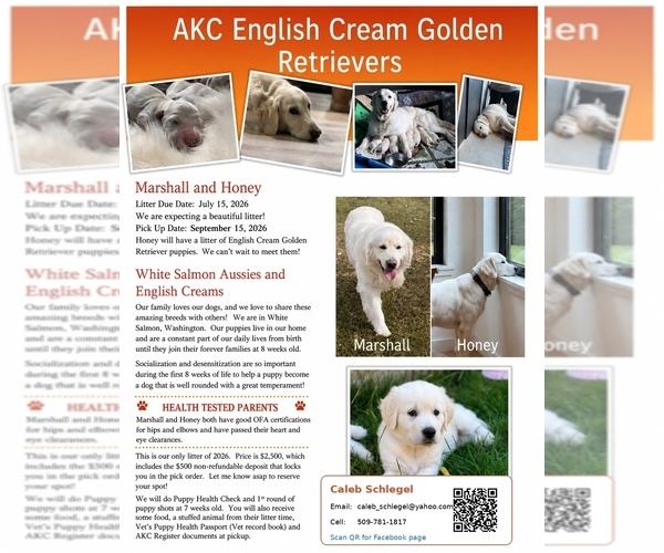 Medium Photo #1 English Cream Golden Retriever Puppy For Sale in WHITE SALMON, WA, USA
