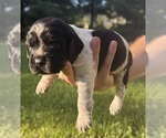 Puppy Poe English Springer Spaniel
