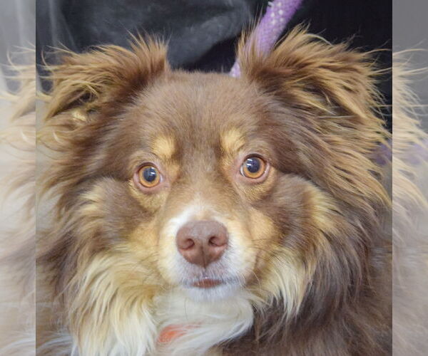 Medium Photo #7 Australian Shepherd Puppy For Sale in Huntley, IL, USA