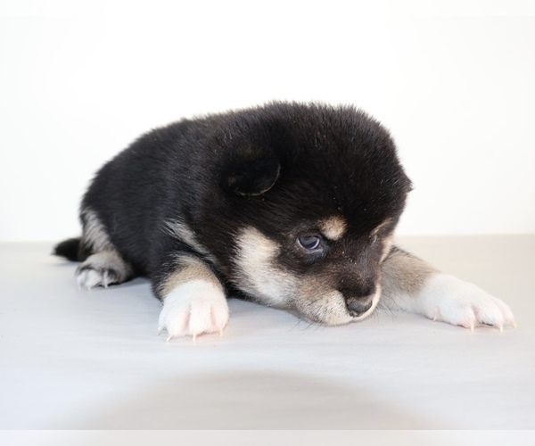Medium Photo #30 Shiba Inu Puppy For Sale in WINTER PARK, FL, USA