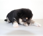 Small Photo #30 Shiba Inu Puppy For Sale in WINTER PARK, FL, USA