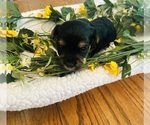 Puppy 2 Shorkie Tzu