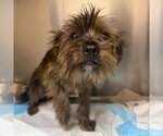 Small #3 Cairn Terrier Mix