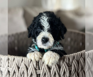 Bernedoodle Puppy for sale in WEST LAFAYETTE, IN, USA