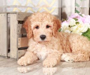 Cavapoo Puppy for sale in MOUNT VERNON, OH, USA