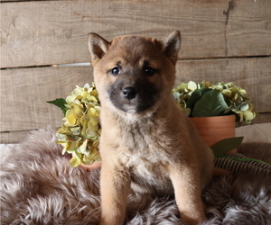 Shiba Inu Puppy for sale in HONEY BROOK, PA, USA