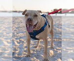 Small #29 American Pit Bull Terrier Mix
