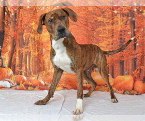 Mutt Dogs for adoption in Oroville, CA, USA