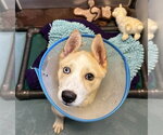 Small Siberian Husky Mix