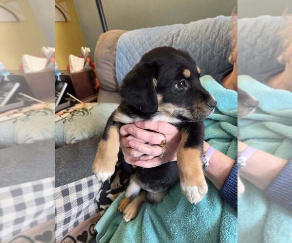 Medium Photo #2 Shepradors Puppy For Sale in Aurora, IN, USA