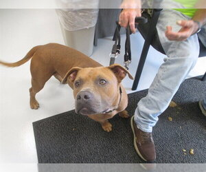 American Pit Bull Terrier Dogs for adoption in Ocala, FL, USA