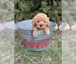 Small Photo #4 Goldendoodle (Miniature) Puppy For Sale in MIDDLEBURY, IN, USA