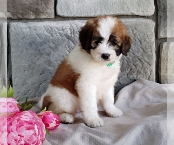 Medium Photo #1 Poodle (Miniature)-Saint Bernard Mix Puppy For Sale in SUGARCREEK, OH, USA