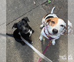 Small #6 Australian Shepherd Mix