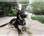 Small #1 German Shepherd Dog