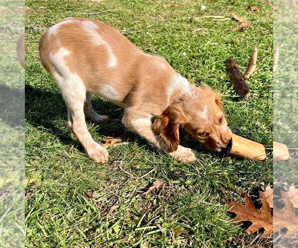 Medium Photo #1 Brittany Puppy For Sale in BERKSHIRE, NY, USA