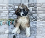 Small Photo #2 Aussiedoodle Puppy For Sale in MAYFIELD, KY, USA