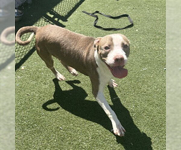 Medium Photo #1 Mutt Puppy For Sale in Texas City, TX, USA