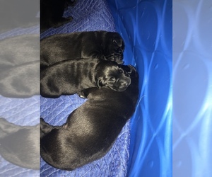 Labrador Retriever Puppy for sale in ENOSBURG FALLS, VT, USA