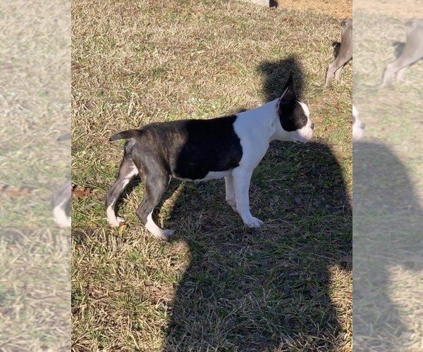 Medium Photo #1 Boston Terrier Puppy For Sale in MOVELLA, MS, USA