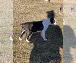 Small Photo #1 Boston Terrier Puppy For Sale in MOVELLA, MS, USA