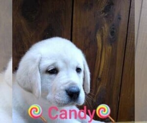 Labrador Retriever Puppy for sale in LINDEN, TN, USA